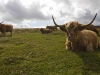 dartmoor-cattle