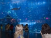dubai-mall-aquarium