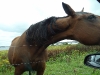 20110729-ireland-lough-neagh-licking-horse