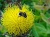 20110818_scotland-sharons-bee-photo-at-culzean