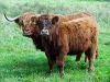 highland-cows-on-skye