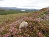 67-wally-rolling-in-the-heather-in-the-highlands