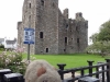 71-wally-at-castle-macclellan-in-kirkcudbright