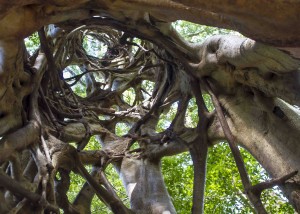 Fraser Island strangler fig