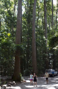 Satinay forest, Pile Valley, Fraser Island